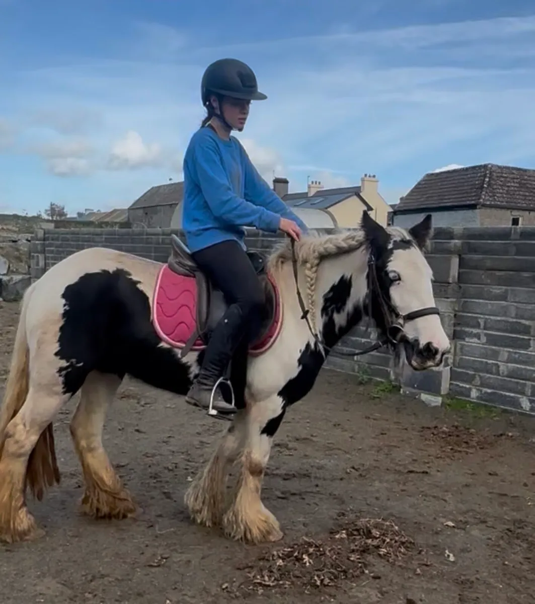Fabulous 4 year old Cob broken and ridden  filly - Image 1