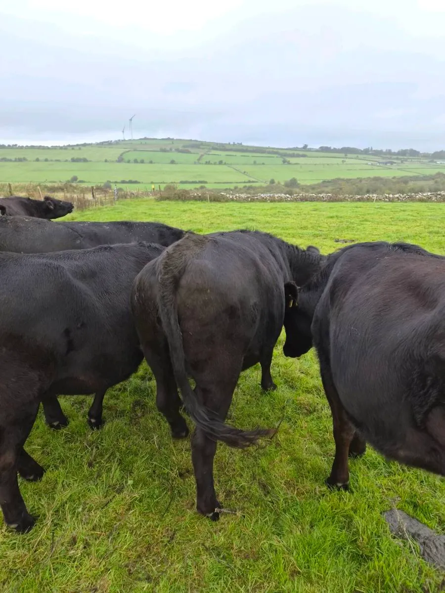 AAX Heifers for sale - Image 2