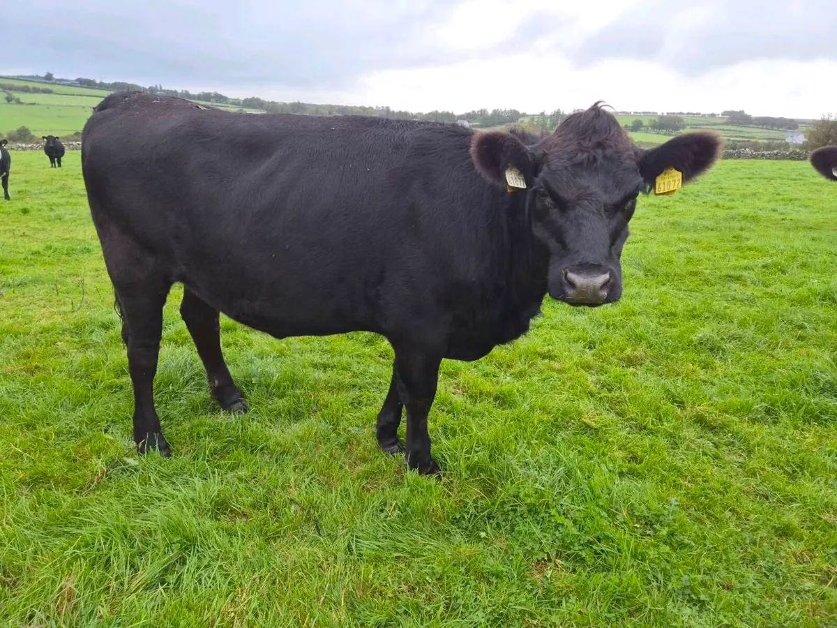 AAX Heifers for sale - Image 3