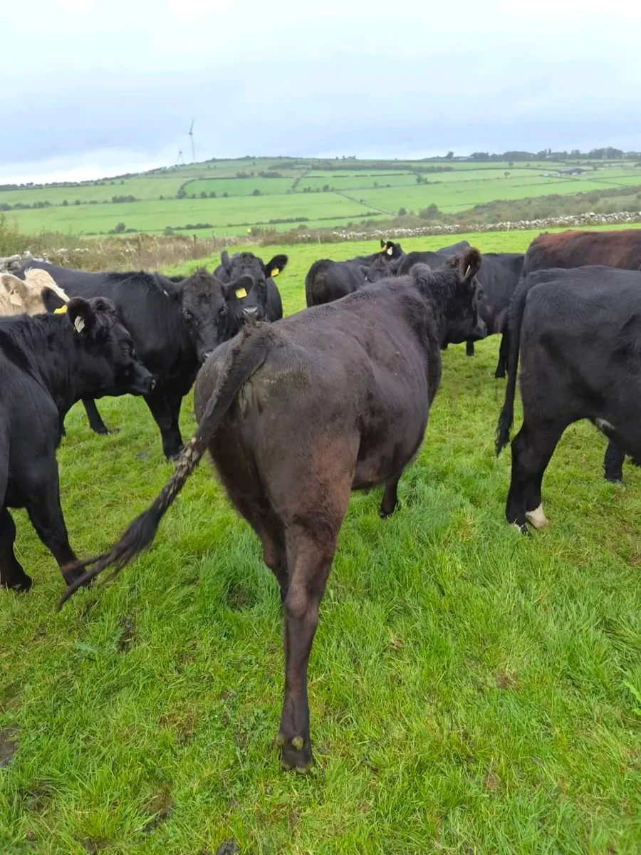 AAX Heifers for sale - Image 4