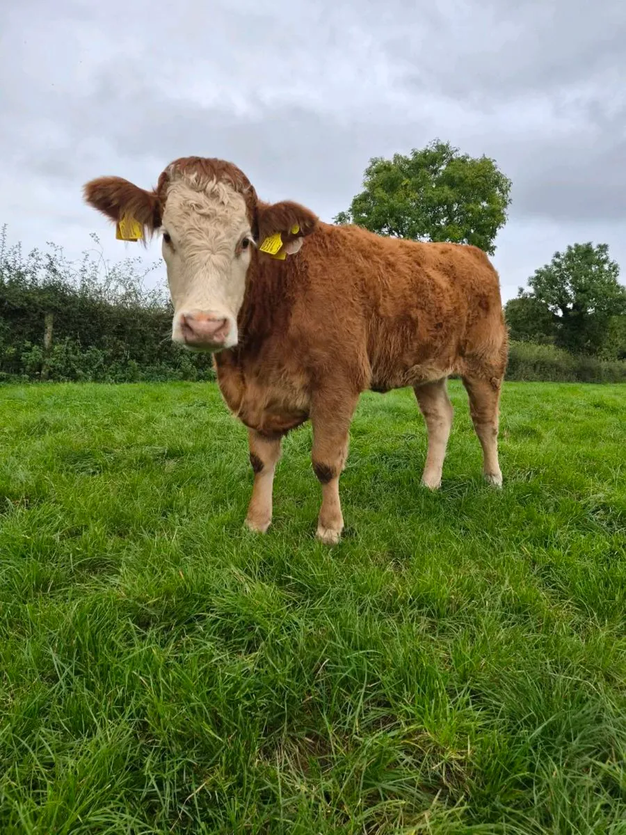 2 sim heifers