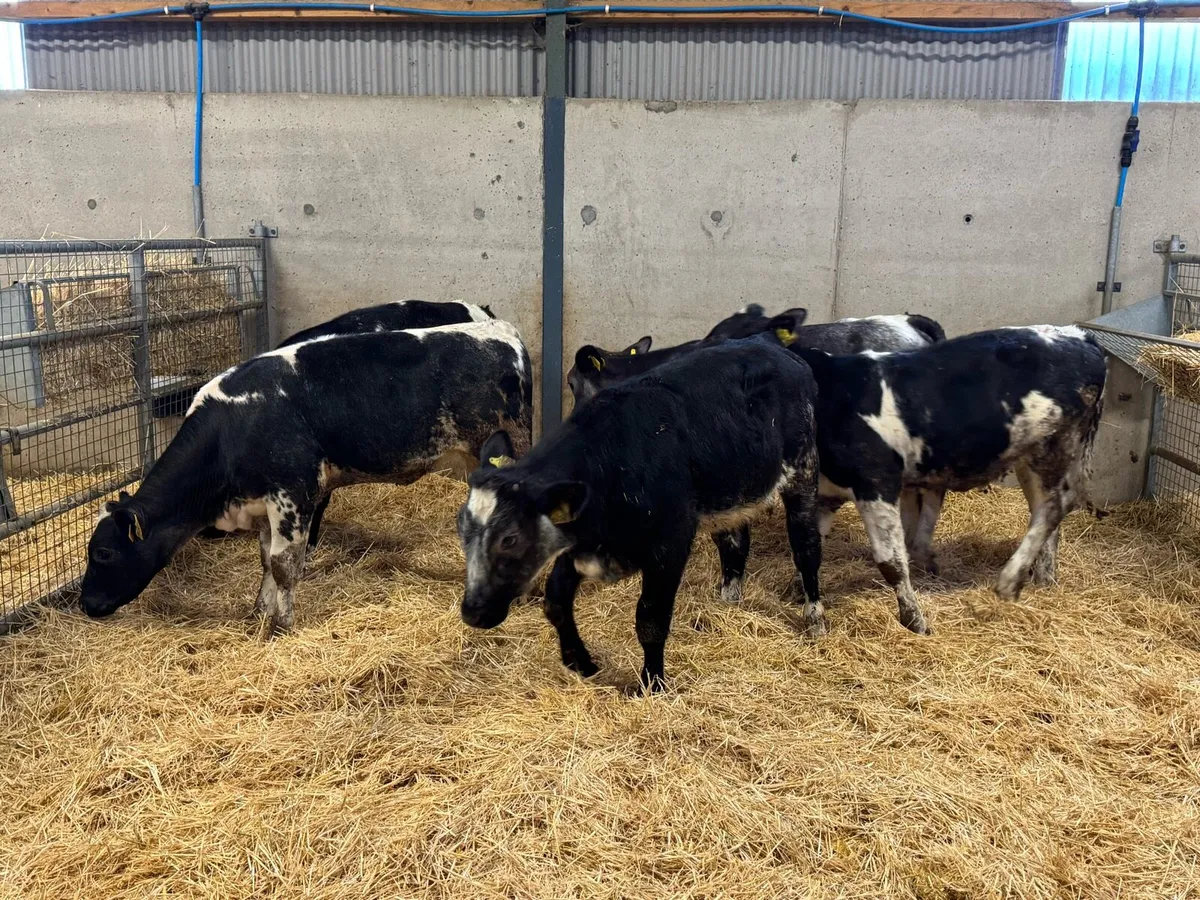 Belgian Blue Heifers - Image 2