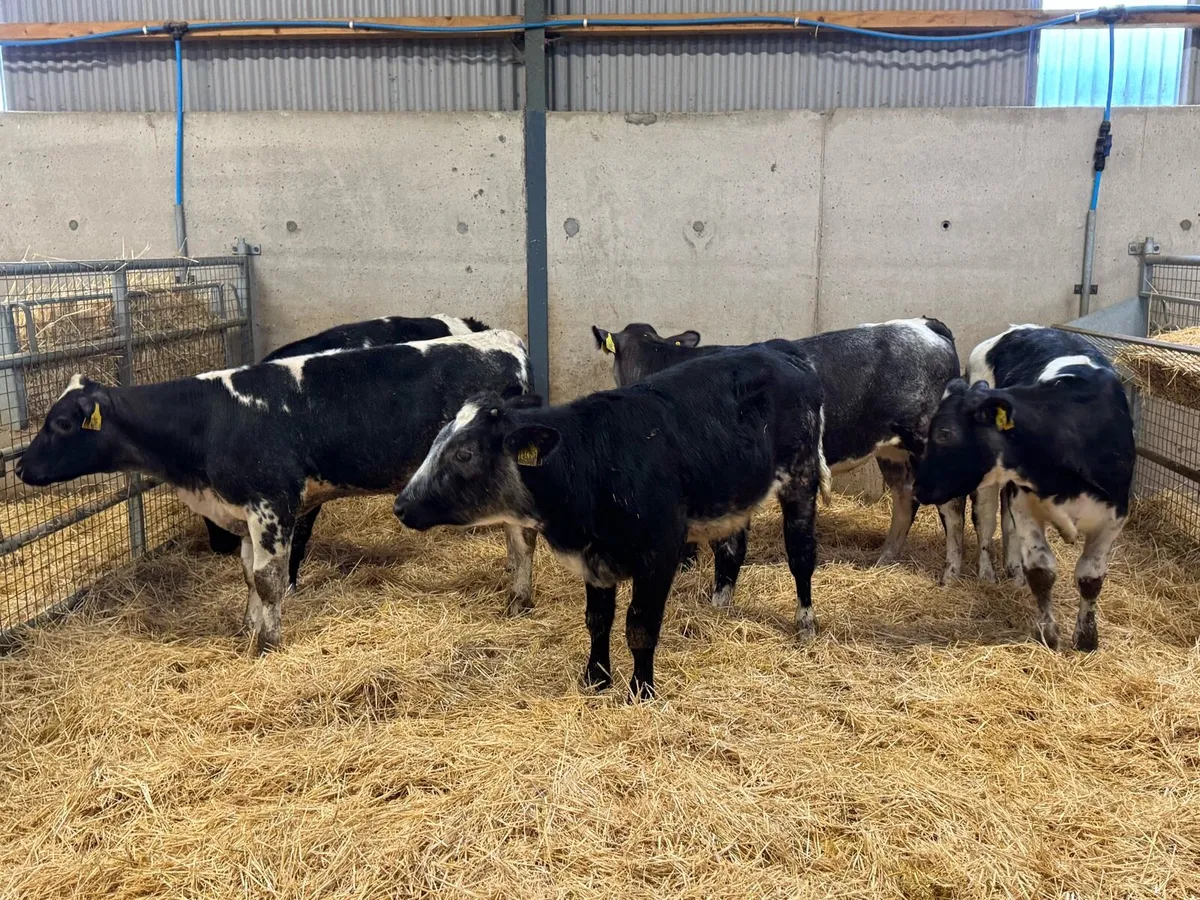 Belgian Blue Heifers - Image 3
