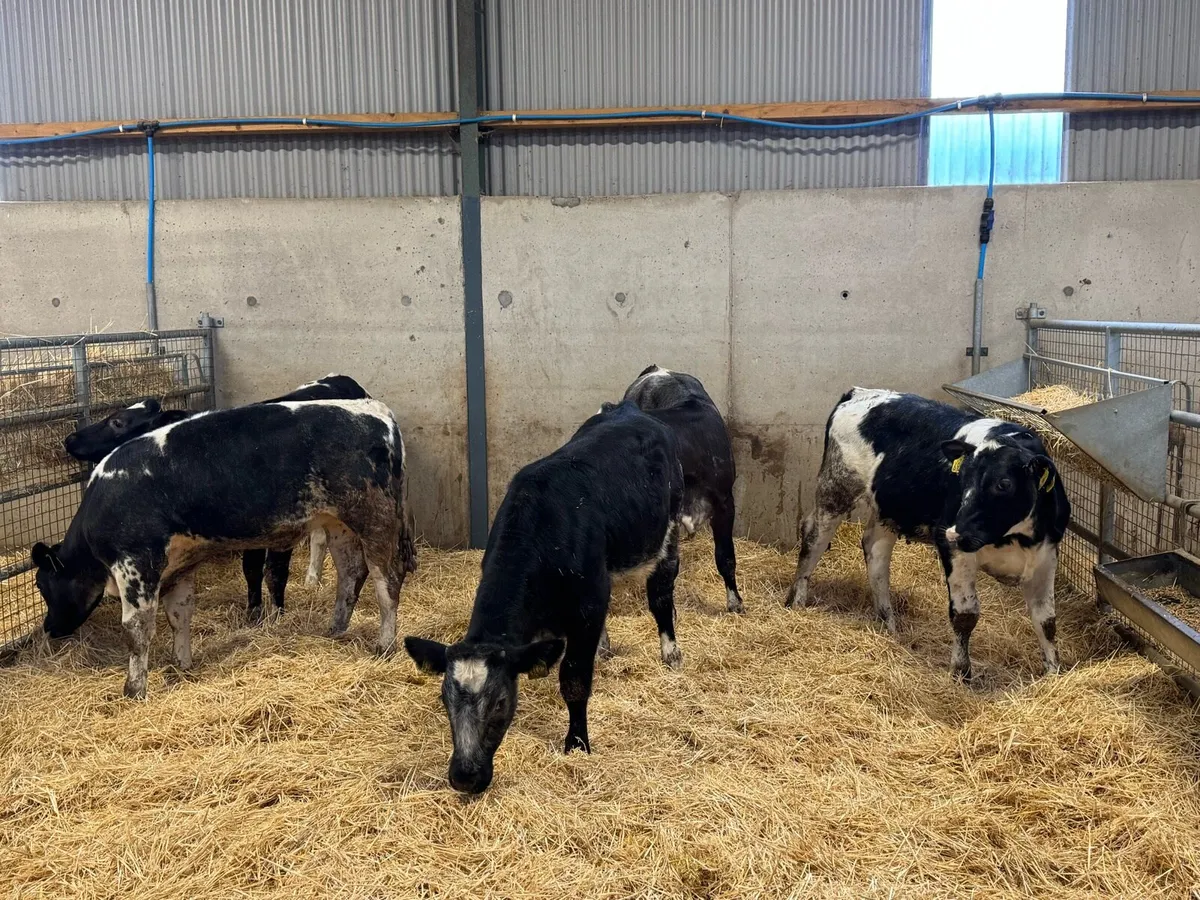 Belgian Blue Heifers - Image 4