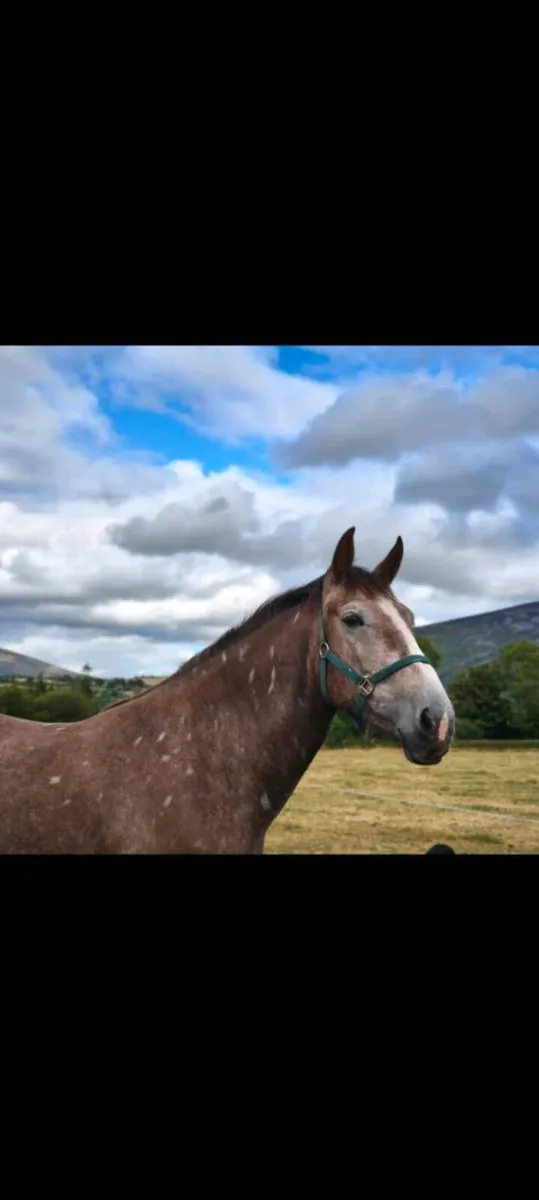 Powerful 4yo Cappa Cassanova x Lancelot mare. - Image 2
