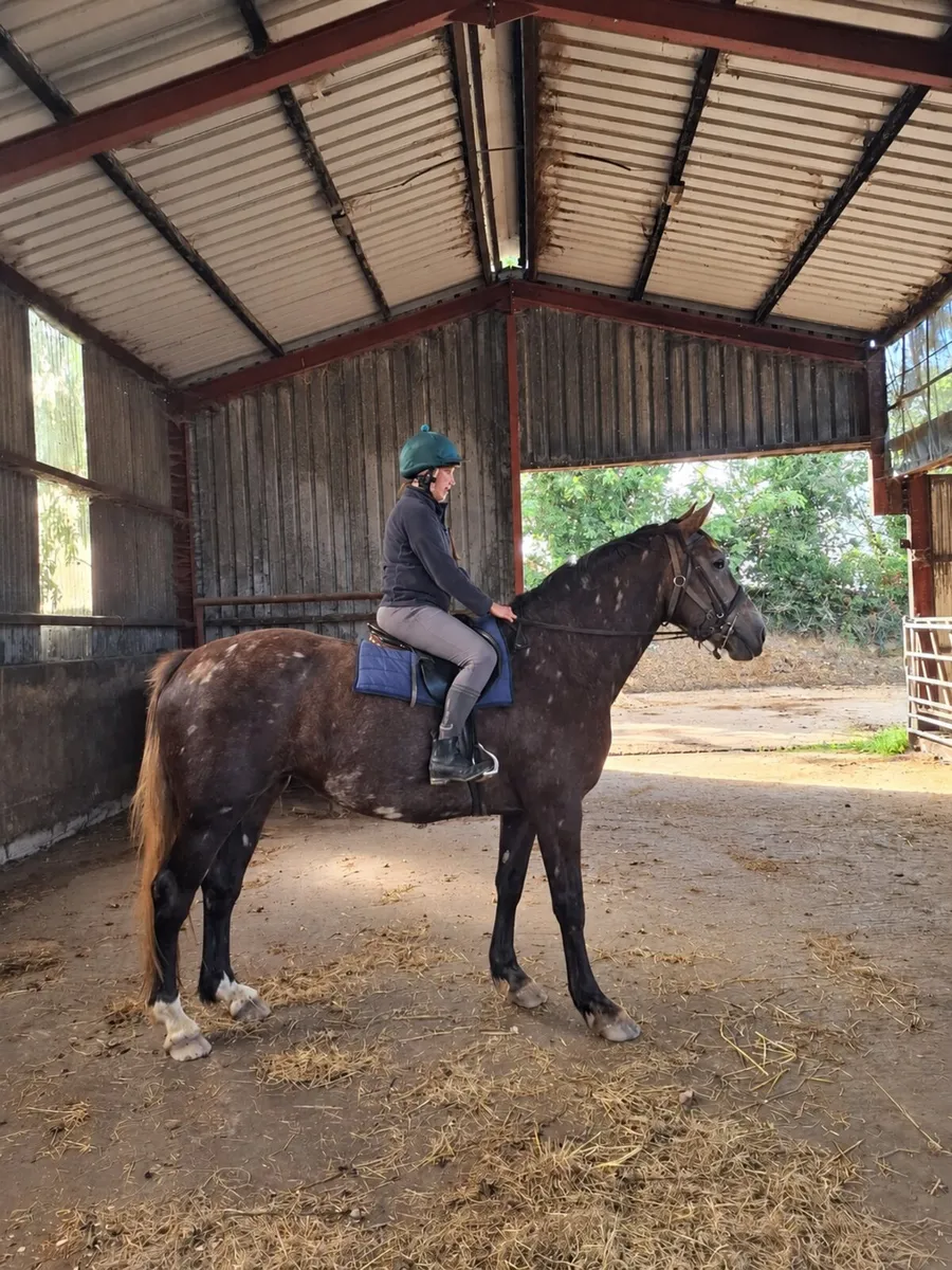 Powerful 4yo Cappa Cassanova x Lancelot mare. - Image 3