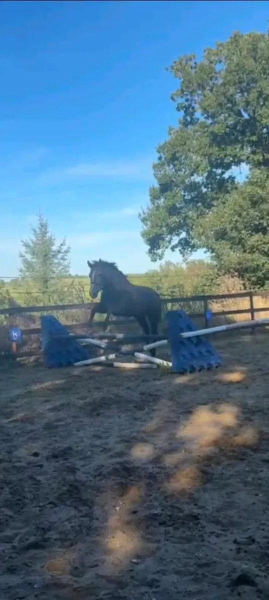 Powerful 4yo Cappa Cassanova x Lancelot mare. - Image 4