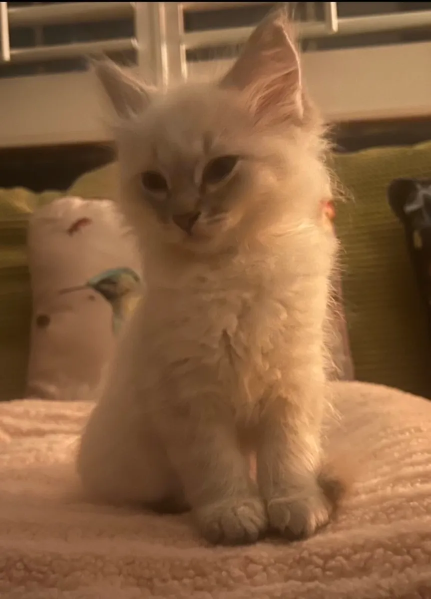 TICA Registered Ragdoll Male Kittens - Image 3