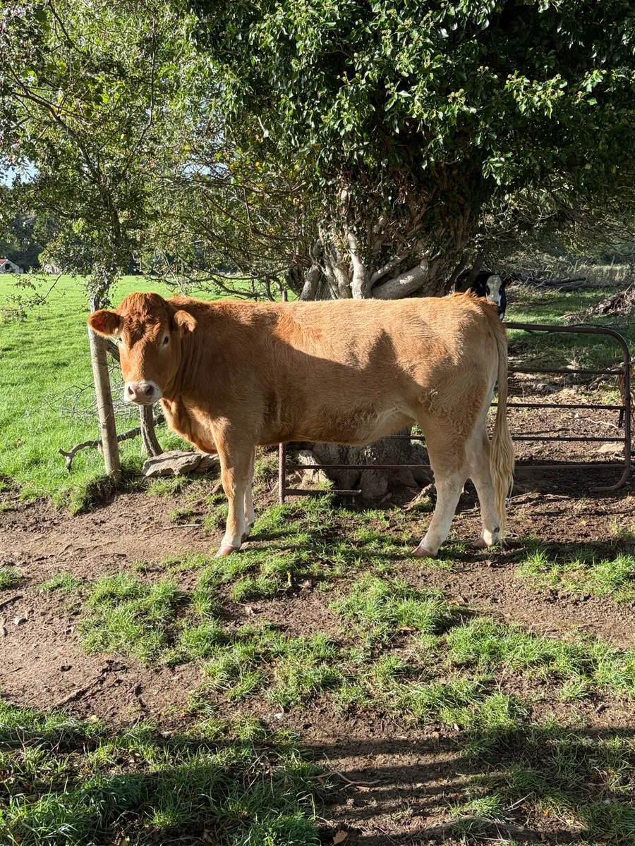 Organic heifers Tullow Mart 7th October - Image 2