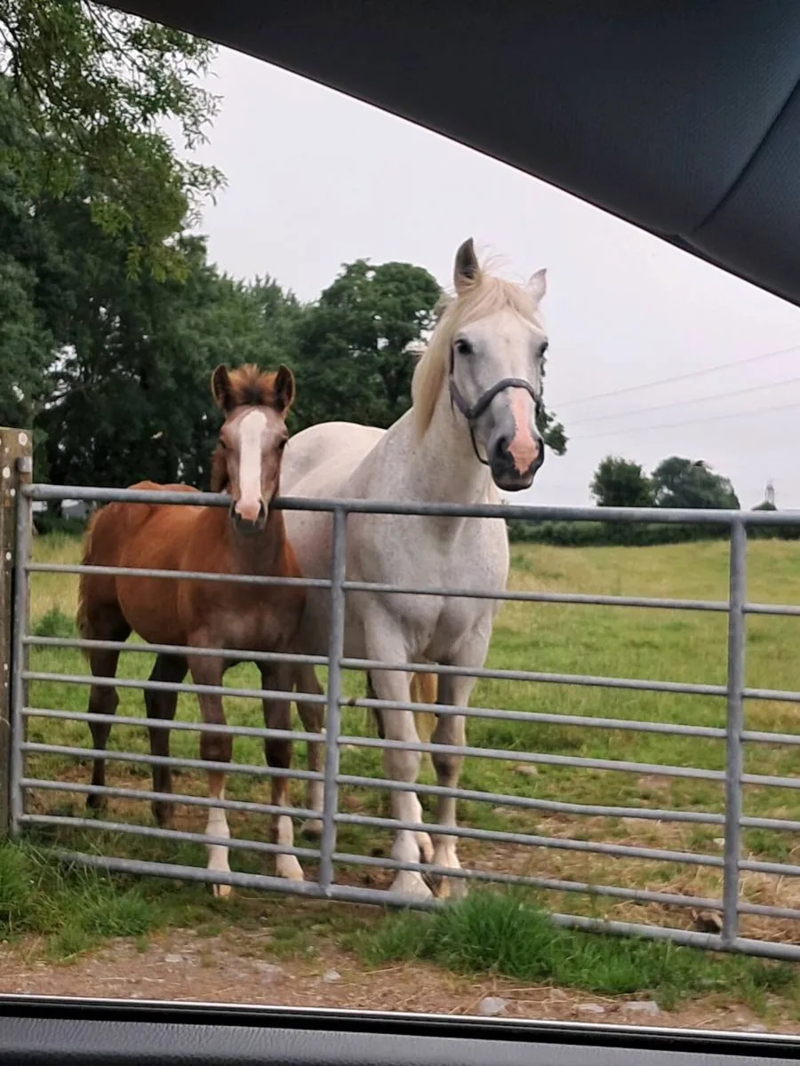 Rid filly foal - Image 1