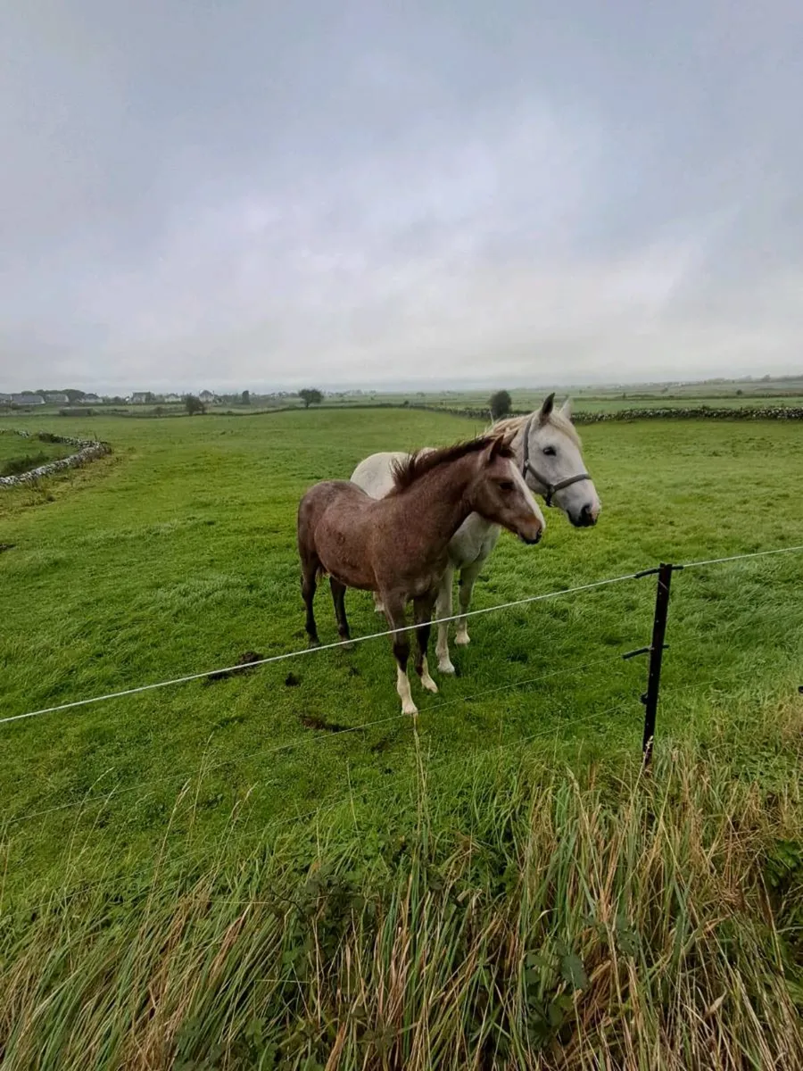 Rid filly foal - Image 2