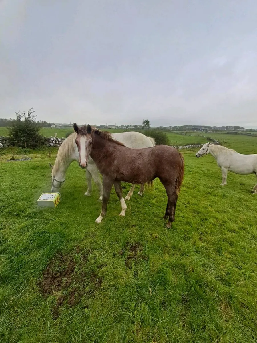 Rid filly foal - Image 3