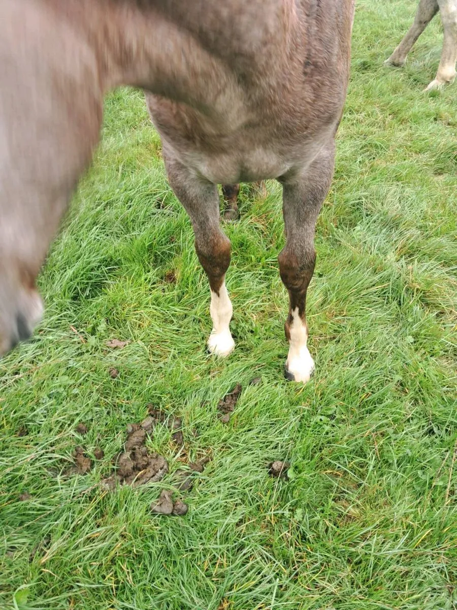 Rid filly foal - Image 4
