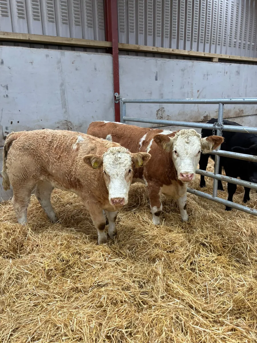 PBNR Simmental heifers - Image 4