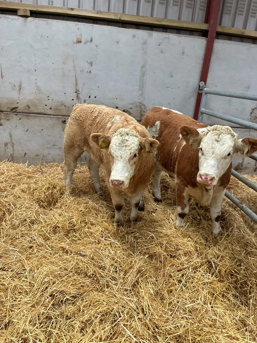PBNR Simmental heifers - Image 3