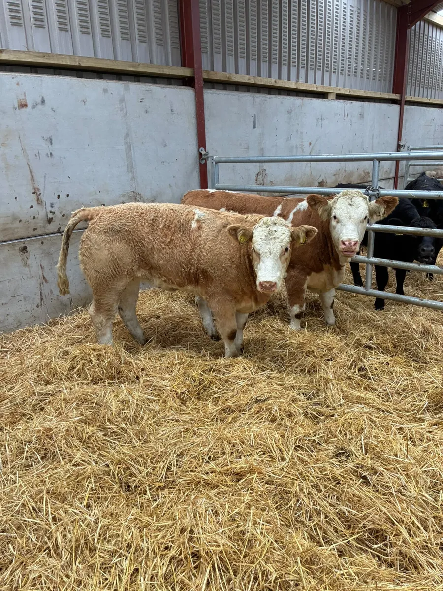 PBNR Simmental heifers - Image 2