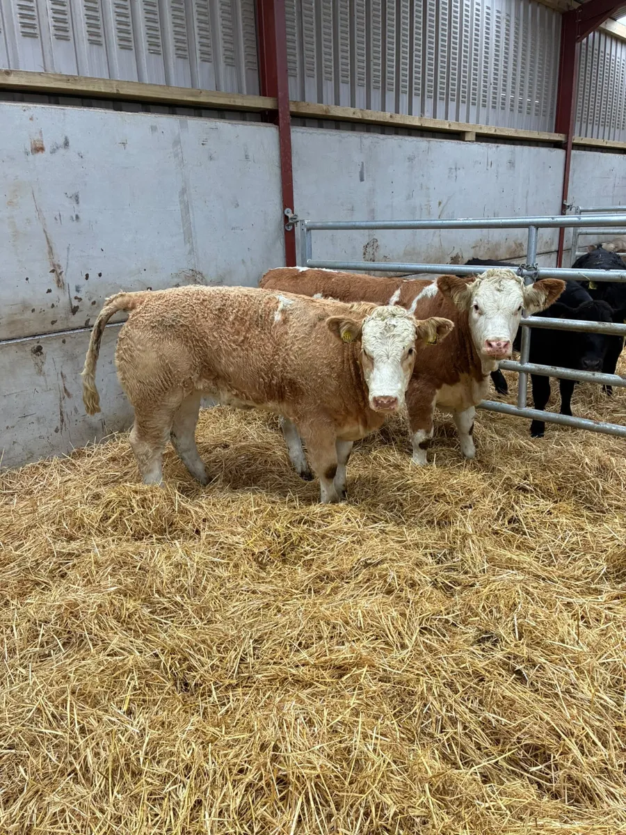 PBNR Simmental heifers - Image 1