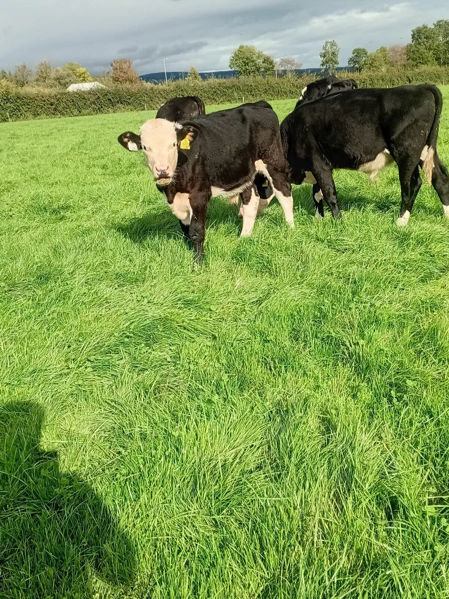 10 hereford weanlings - Image 3