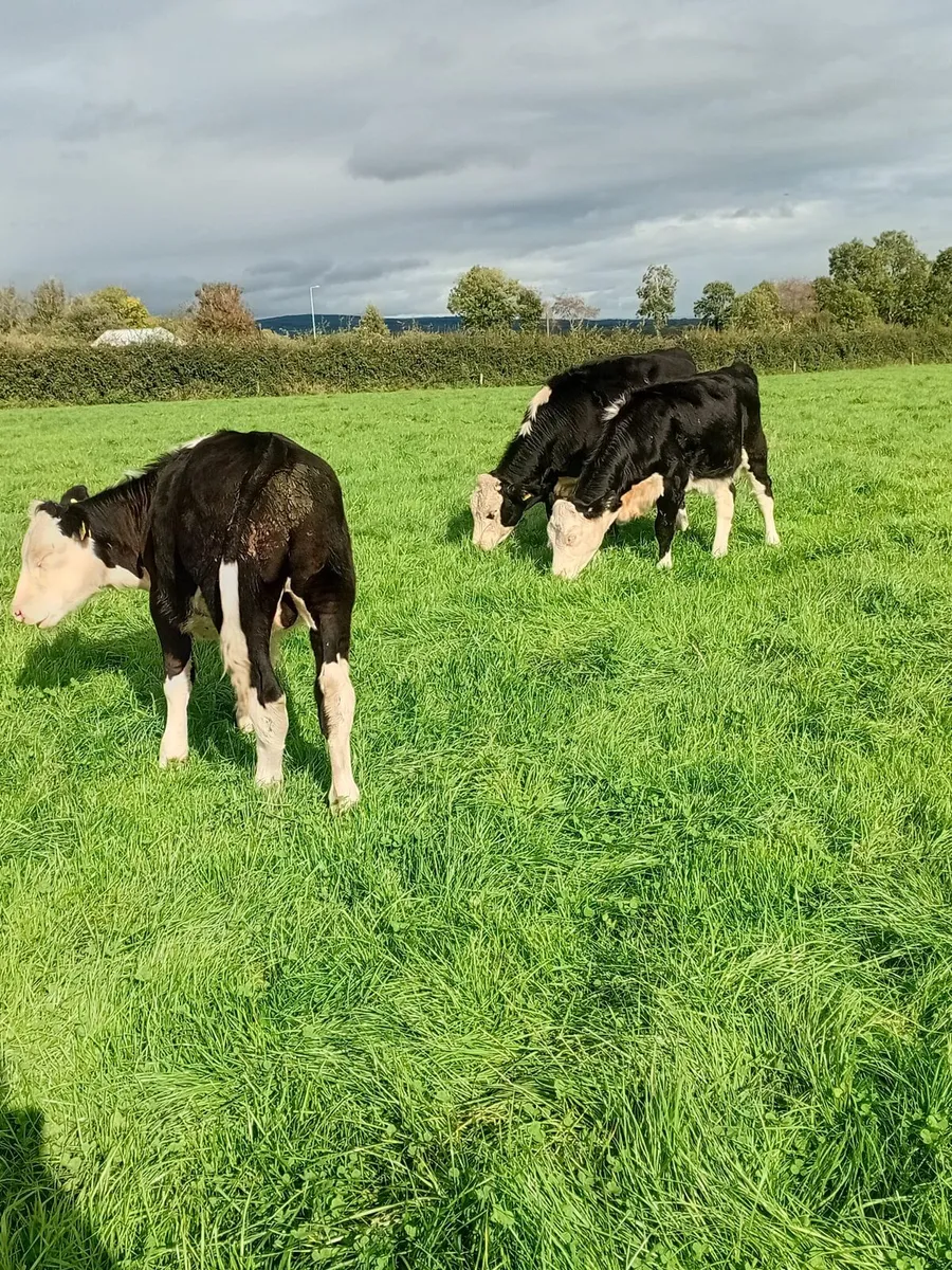 10 hereford weanlings - Image 4