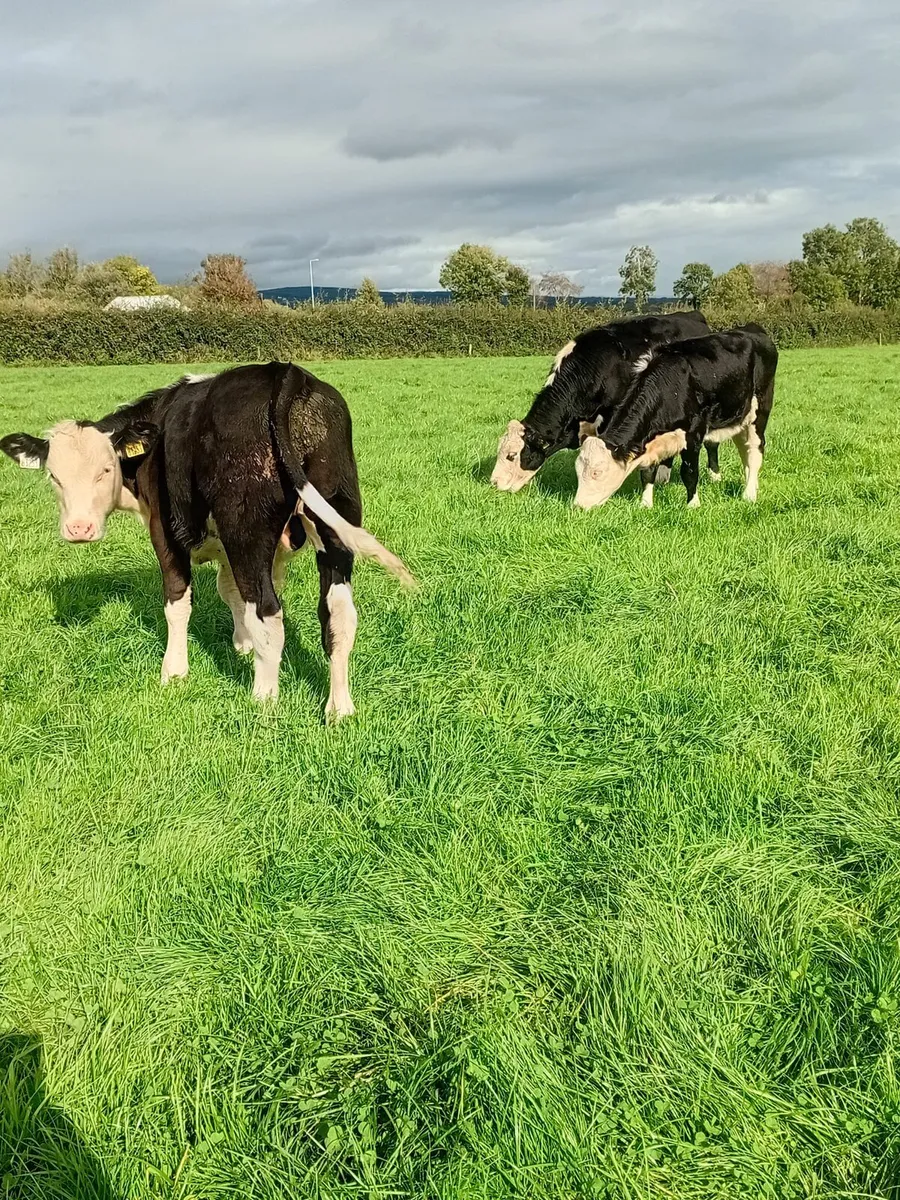 10 hereford weanlings - Image 1