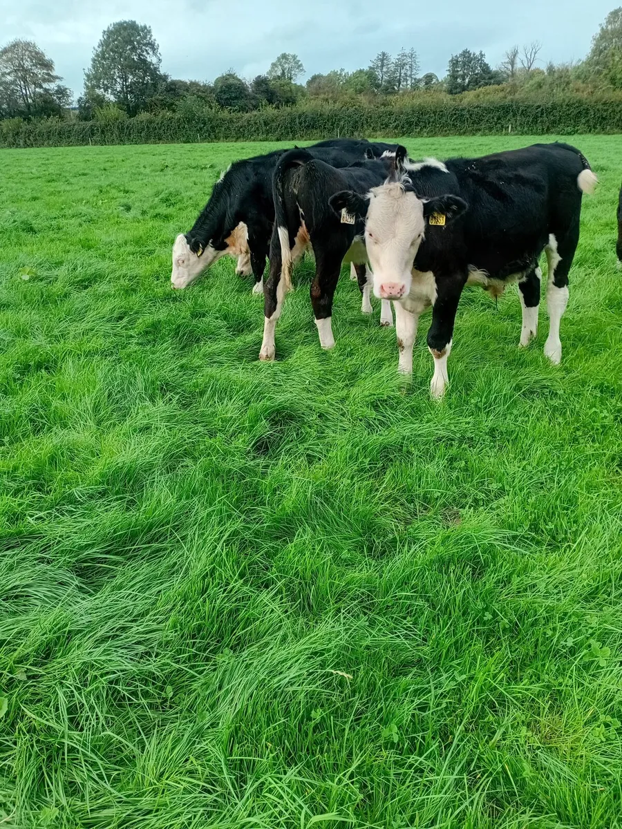 10 hereford weanlings - Image 2