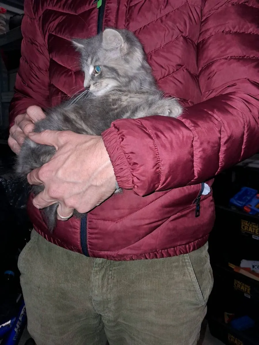 Kittens - Image 4