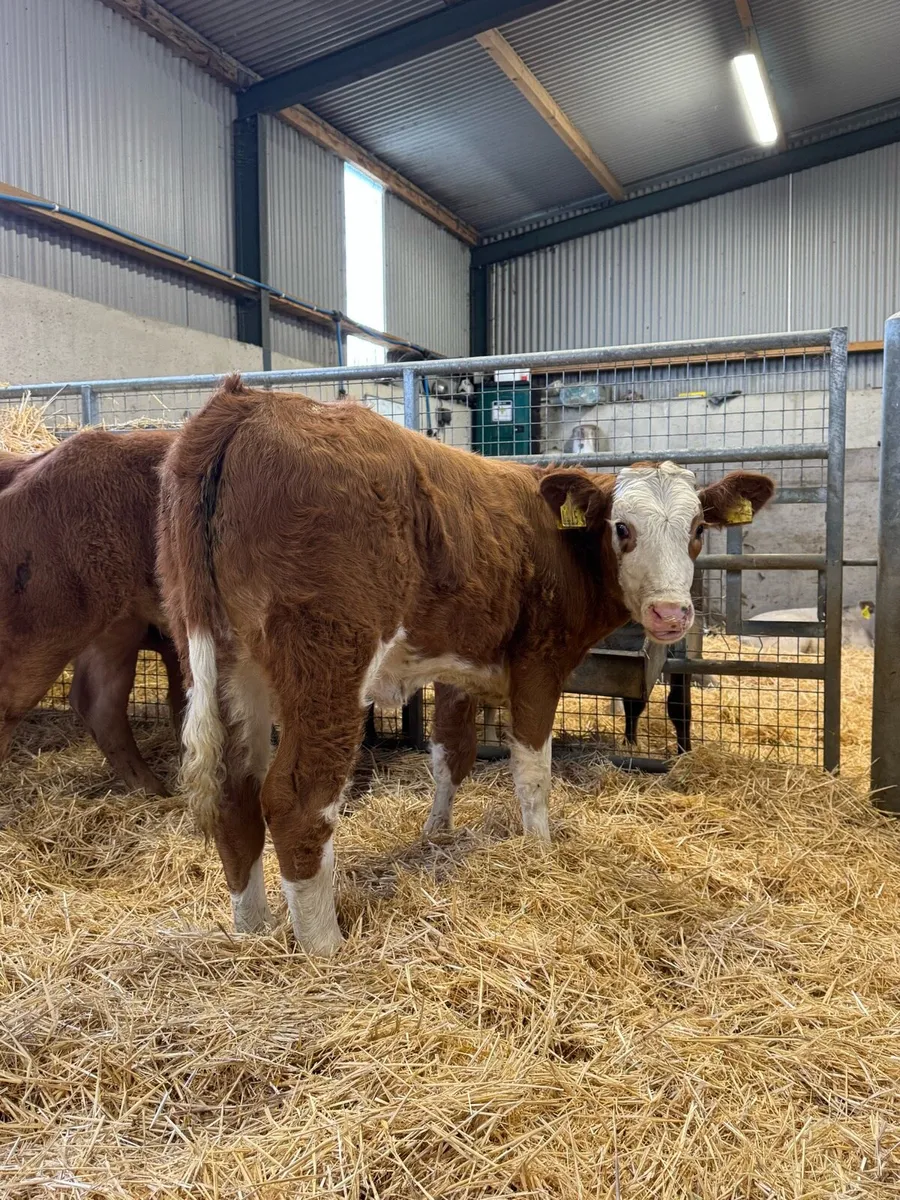 Red Heifers - Image 1