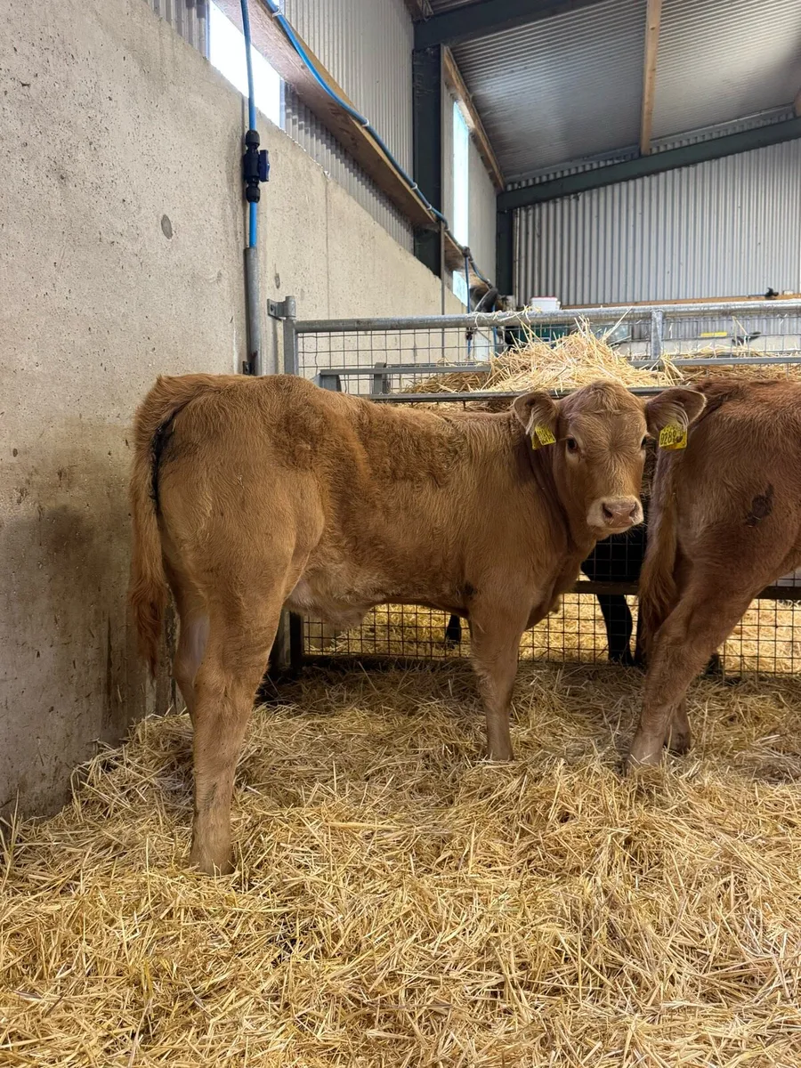 Red Heifers - Image 2