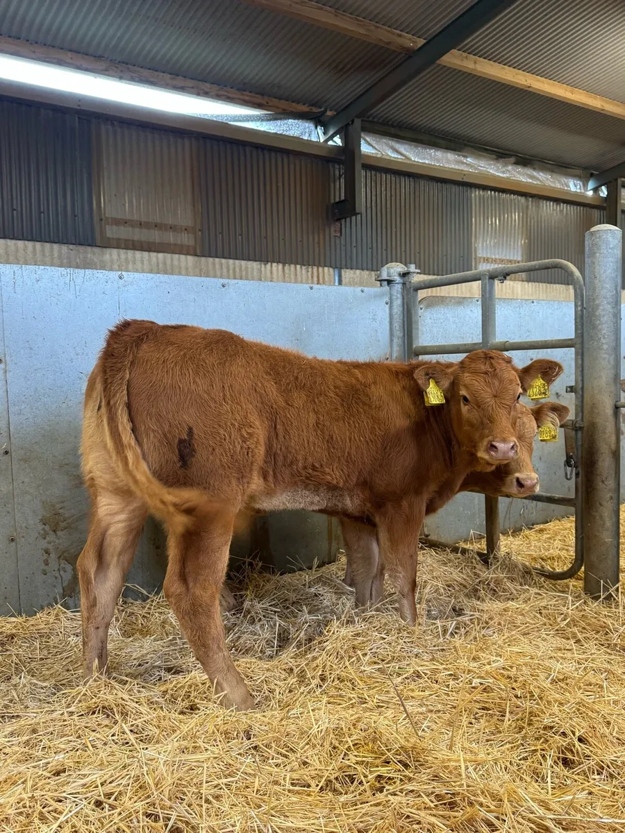 Red Heifers - Image 3