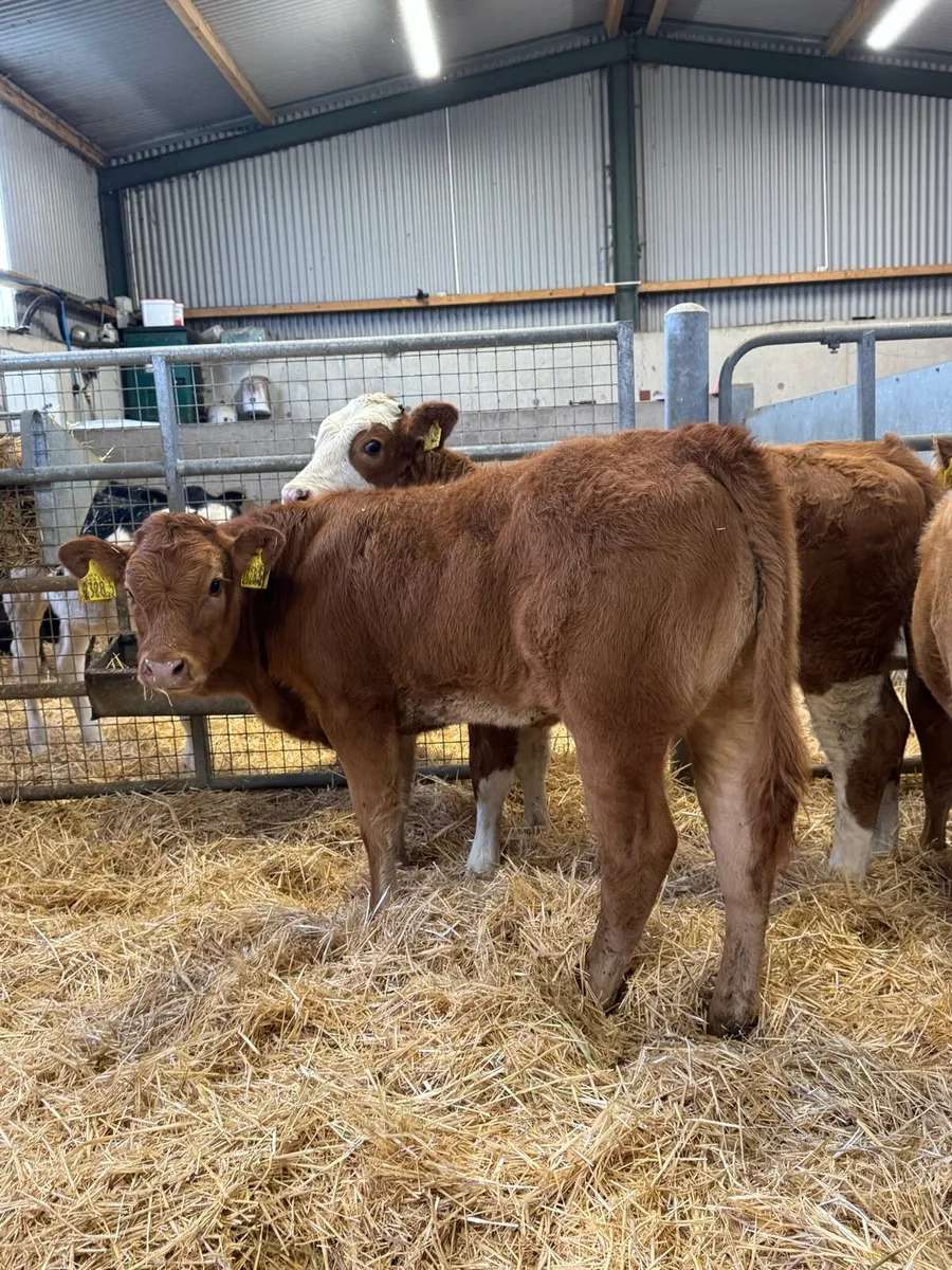 Red Heifers - Image 4