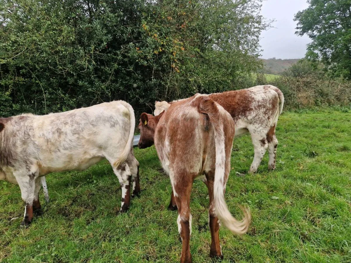 Roan Breeding Heifers - Image 1
