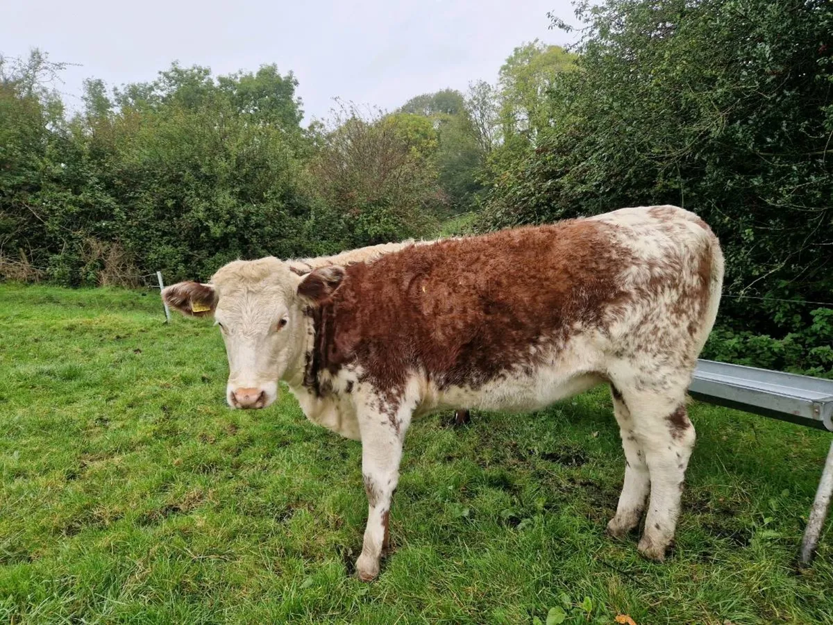 Roan Breeding Heifers - Image 3