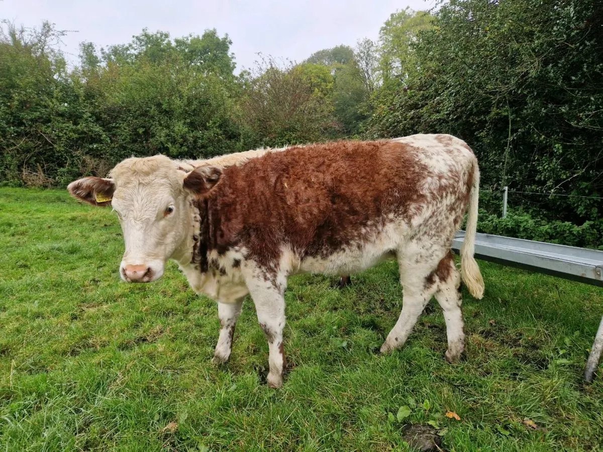 Roan Breeding Heifers - Image 4