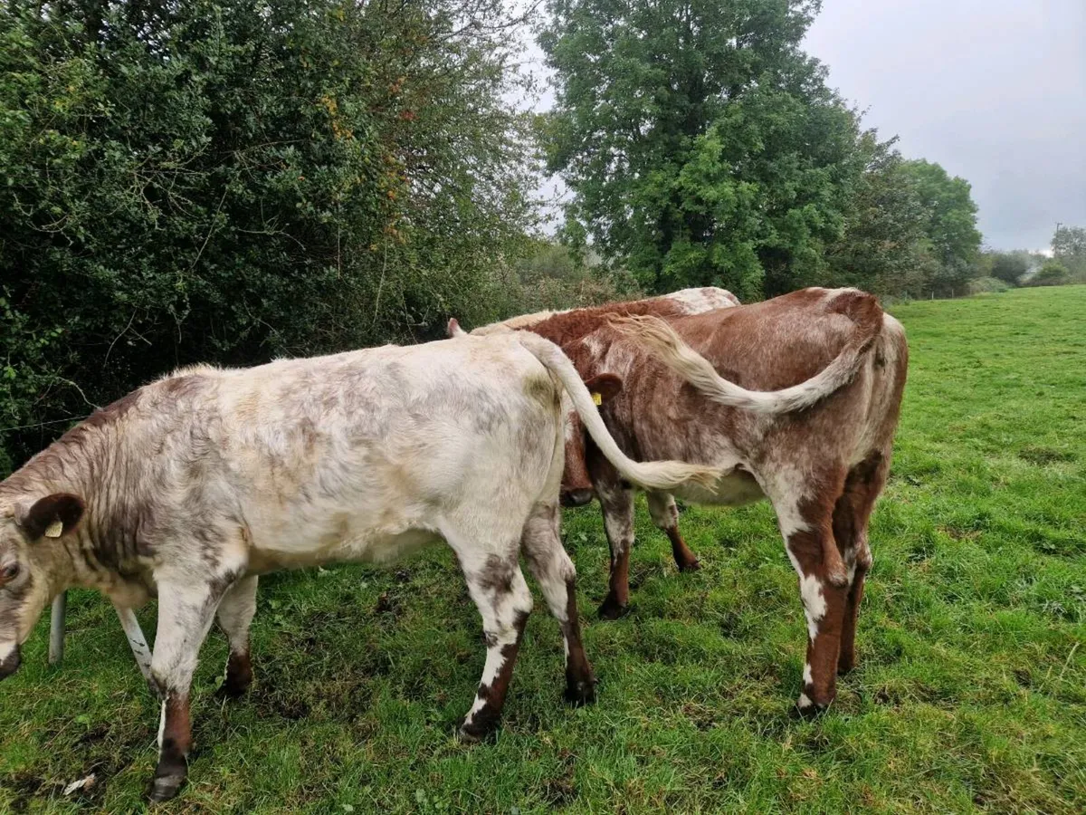 Roan Breeding Heifers - Image 2