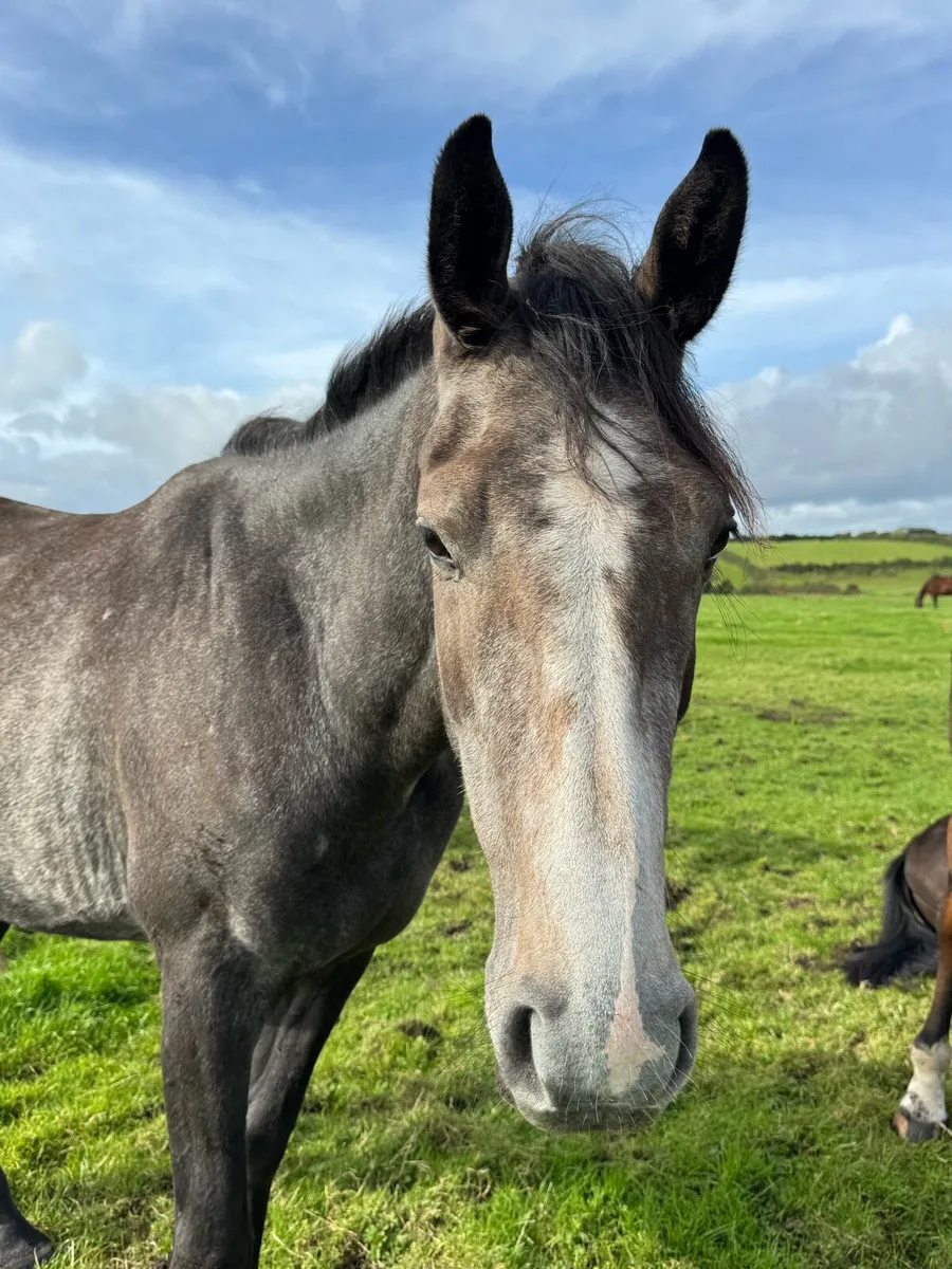 Lovely 3-year-old Gelding with a super Temperament - Image 2
