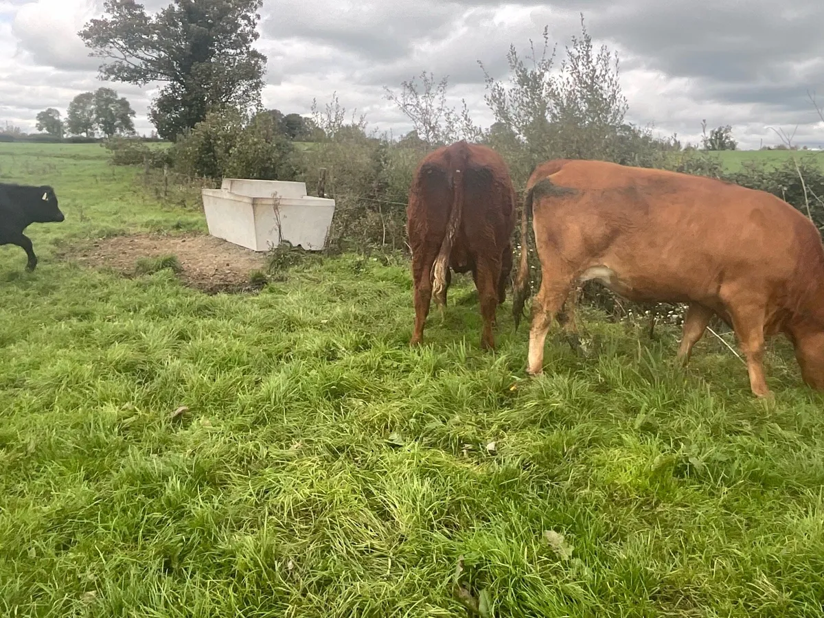 Limousine Sucklers & Angus Calves - Image 2