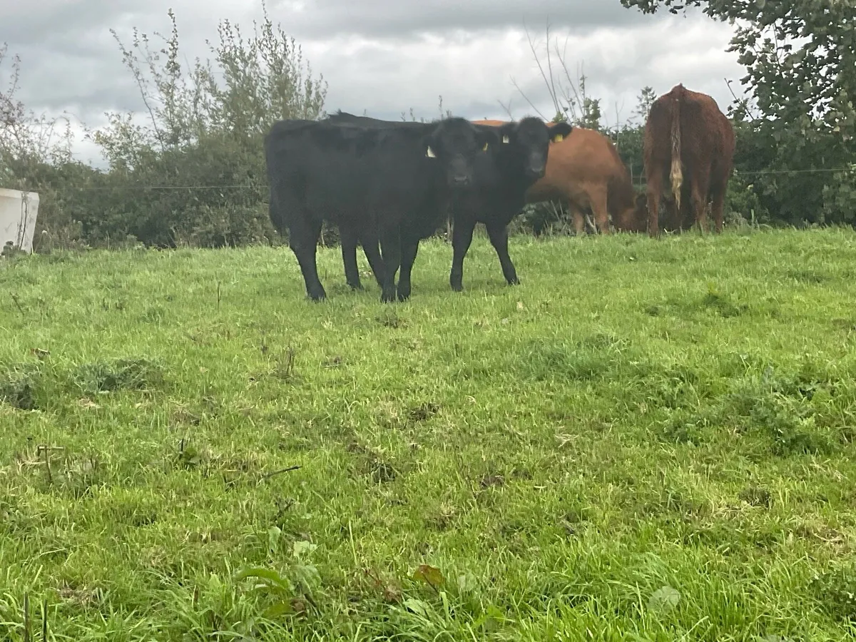 Limousine Sucklers & Angus Calves - Image 3