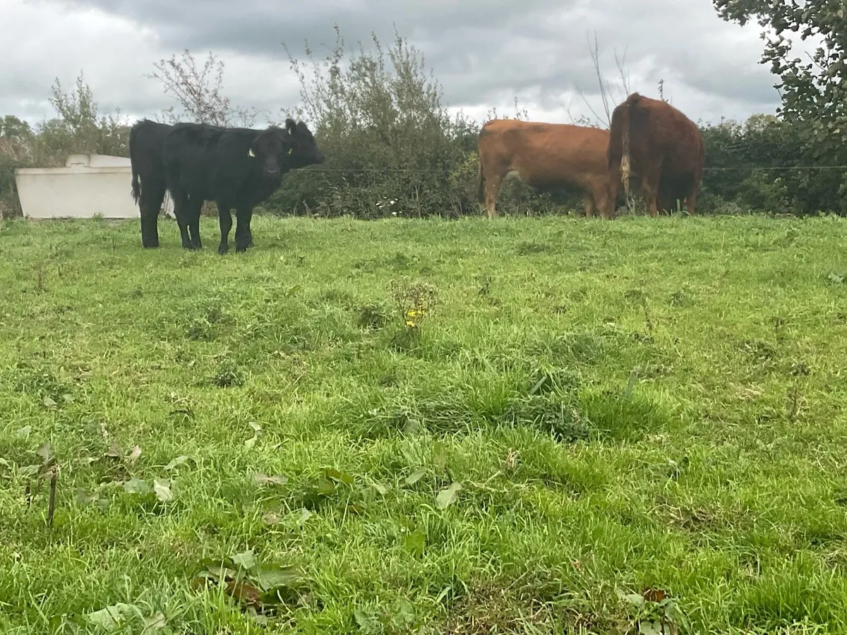 Limousine Sucklers & Angus Calves - Image 1