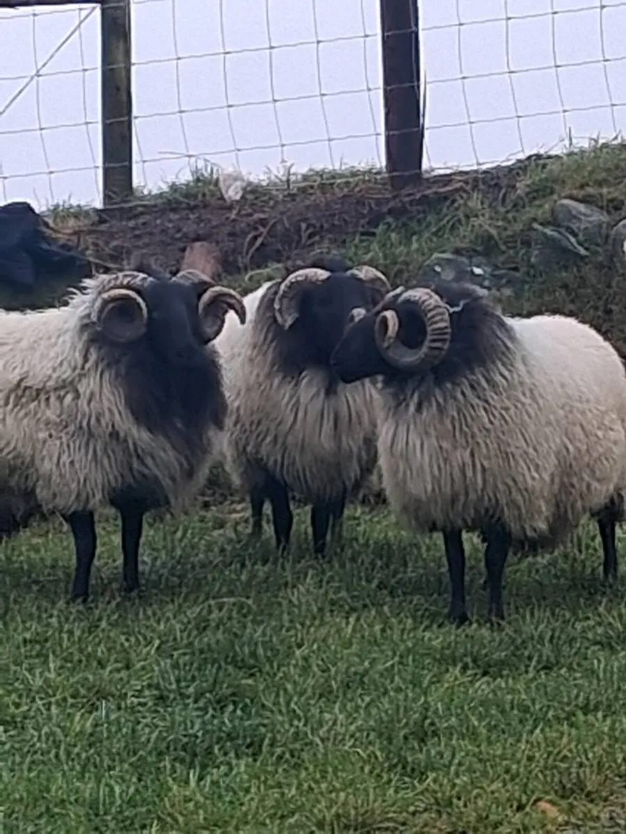 Blackface  Mountain Hogget  Rams - Image 2