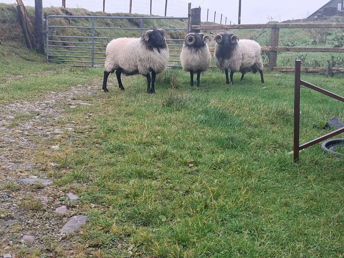 Blackface  Mountain Hogget  Rams - Image 3