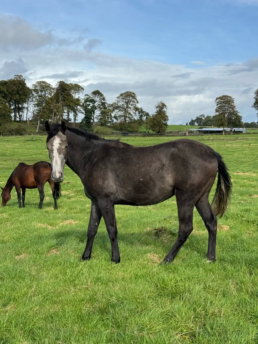 Lovely 3-year-old Gelding with a super Temperament - Image 3
