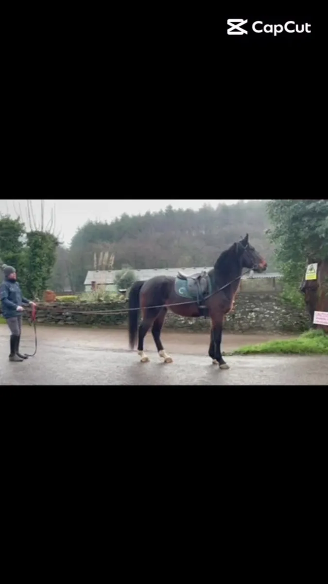5 year old gelding - Image 2