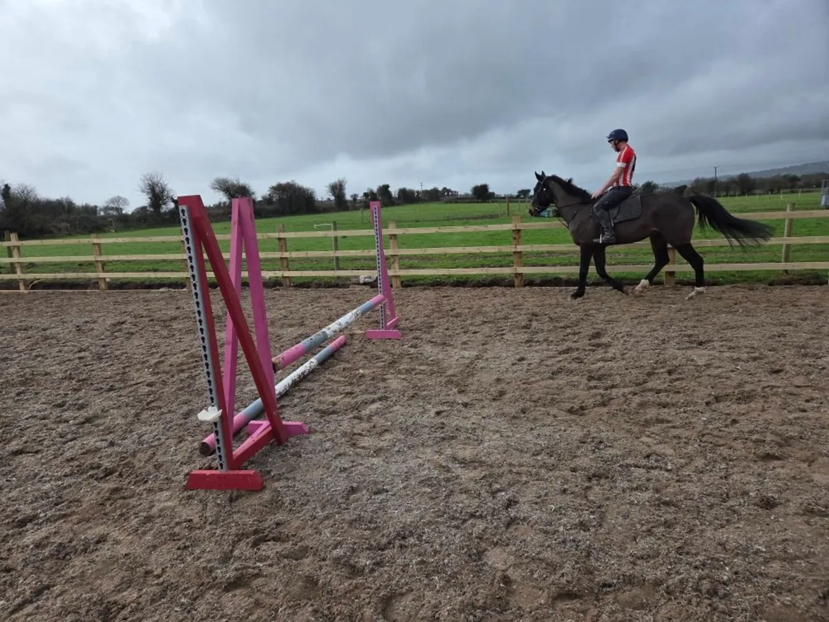 5 year old gelding - Image 3