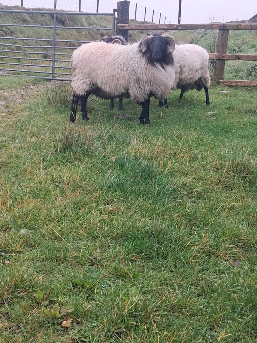 Blackface  Mountain Hogget  Rams - Image 4