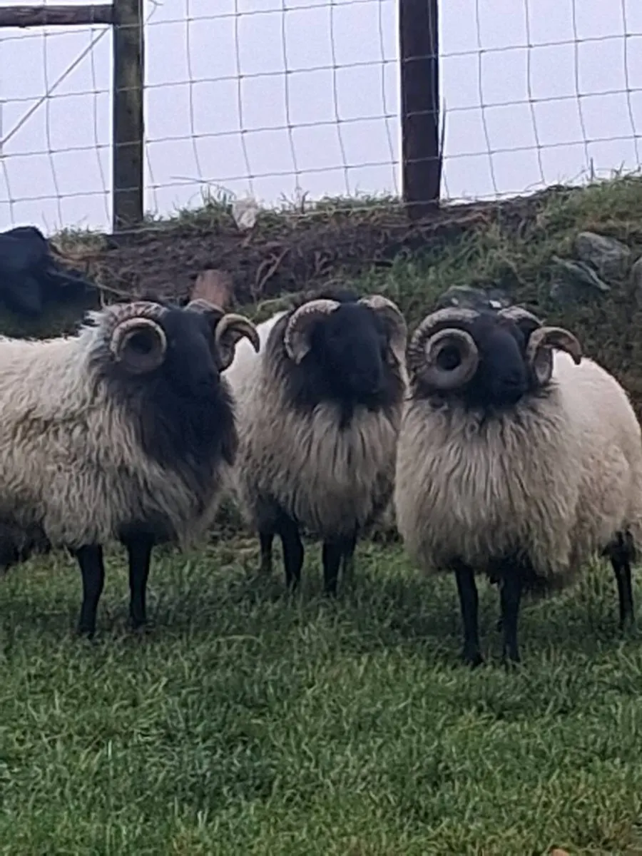 Blackface  Mountain Hogget  Rams - Image 1