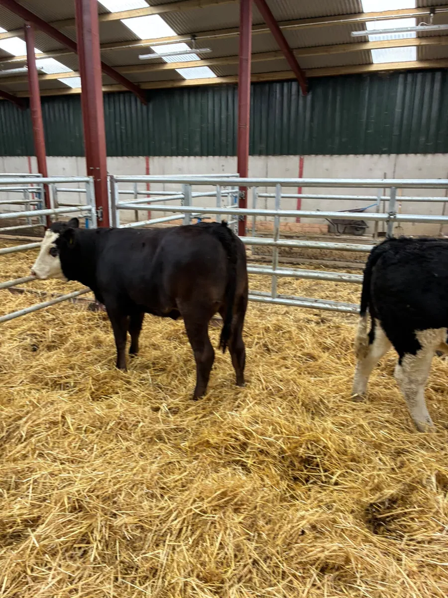 Cow makers - Image 3