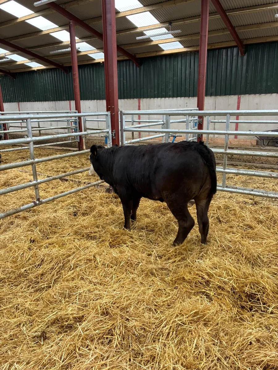 Cow makers - Image 2