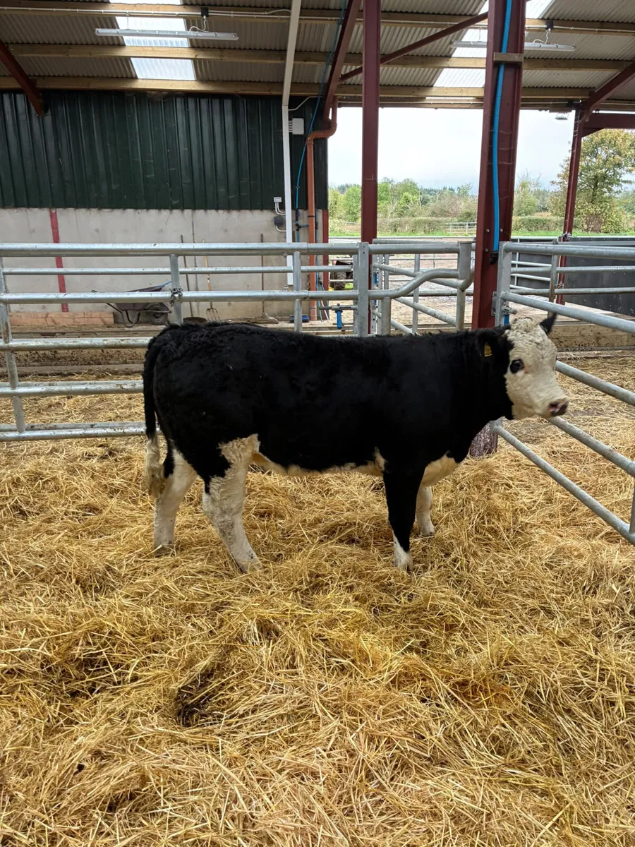 Cow makers - Image 1