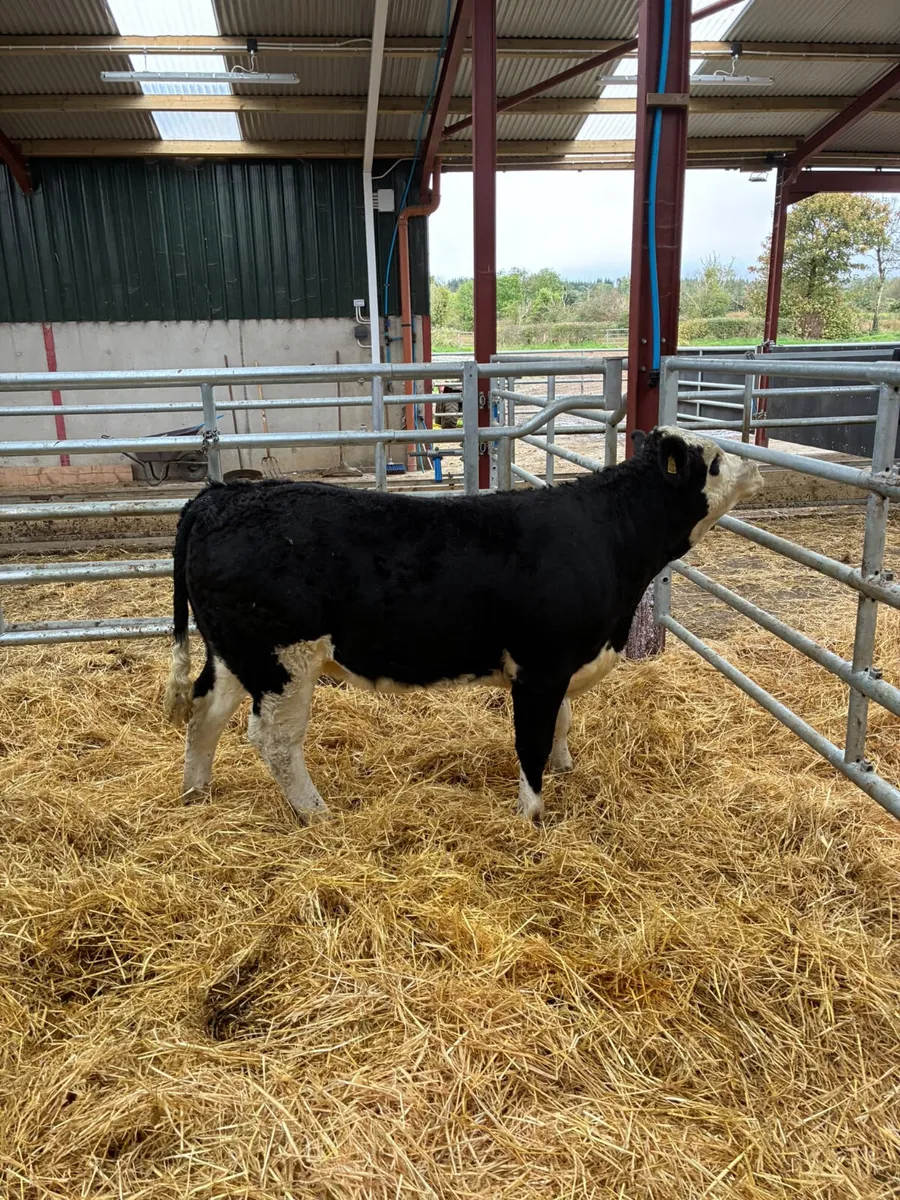 Cow makers - Image 4