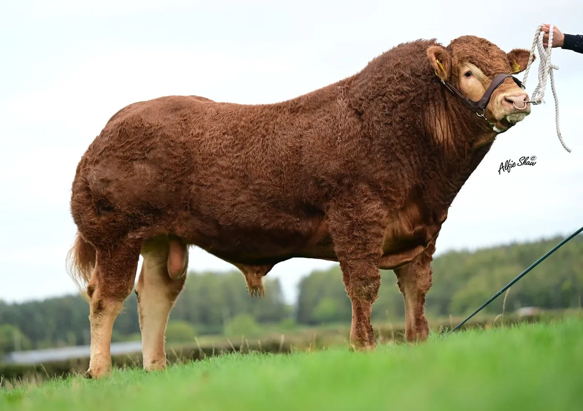 Limousin bull - Image 1